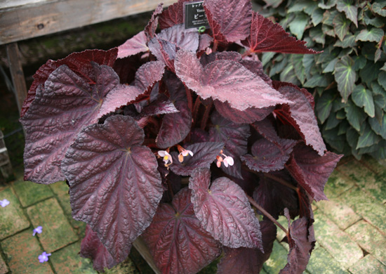 B. ‘Venus’